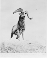 Film transparency of a bighorn mountain sheep, circa 1930s-1950s
