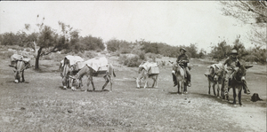 Photograph of a two men and a pack of donkeys, Las Vegas Ranch, circa early 1900s