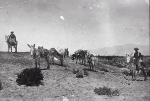 Slide of men with donkeys, Las Vegas Ranch, Nevada, circa early 1900s