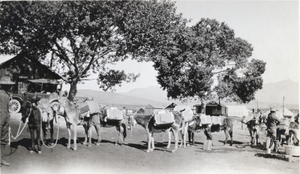 Photograph of pak train, Goodsprings, Nevada, circa early 1900s