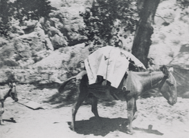 Transparency of mule with pack, circa early 1900s
