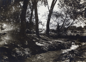 Photograph of a forest area near the Las Vegas Ranch, circa early 1900s
