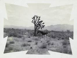 Photograph of cows beside Joshua tree, circa early 1900s