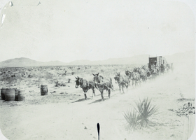 Photograph of mule freight team, circa 1890s-1910s