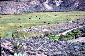 Photograph of cattle grazing in Clover Valley, Nevada, August 1966