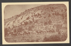 Postcard of mule team, Belleville, Nevada, 1880s