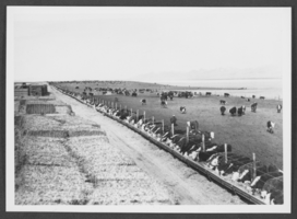 Photograph of feed troughs, Diamond Valley, California, circa early to mid 1900s