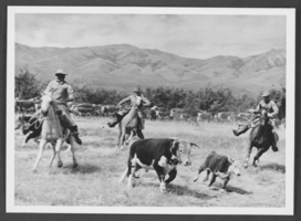 Photograph of riders and cattle, Paradise Valley, Nevada, circa early to mid 1900s