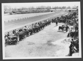 Photograph of a 4-H show judging, Douglas County, Nevada, circa early to mid 1900s