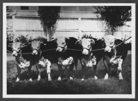 Photograph of a winning herd of cattle, California 1921