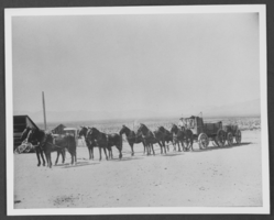 Photograph of Leonard Fayle's freight team, circa late to early 1900s