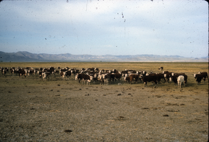 Slide of Fallon feedyard, Nevada, circa 1960s