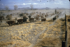 Slide of cattle, Mason Valley, Nevada, circa 1960s
