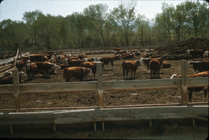 Slide of feeder troughs on a cattle ranch, Yerington, Nevada, May, 1966