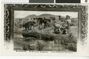 Postcard of burros at Stewart Ranch, Las Vegas, early 1900's