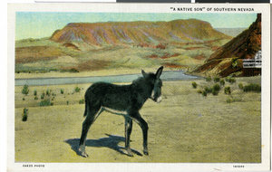 Postcard of a wild burro,  Nevada, circa 1930s