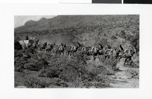 Photograph of a freighter with mules, Nevada desert, circa early 1900s
