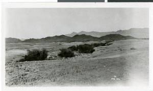 Photograph of the desert, Tecopa, California, circa 1900s