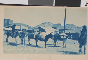 Postcard of prospecting outfit, Rhyolite, Nevada, circa early 1900s