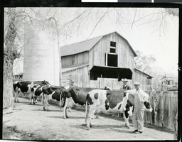 Photograph of men standing beside cows, circa 1930s.