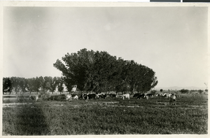 Photograph of Anderson Dairy Farm cows, Las Vegas, circa 1930s.