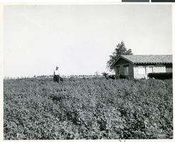 Photograph of Mayor Ernie Cragin standing in a field, Las Vegas, circa 1930s