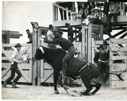 Photograph of a bull rider, Las Vegas, circa 1930s