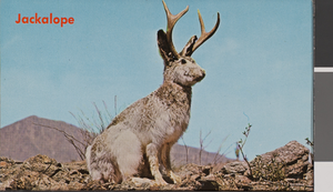 Postcard of a wild jackalope, circa mid to late 1900s