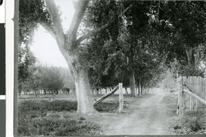 Photograph of an orchard, circa early 1900s