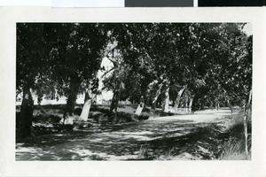 Photograph of the John S. Park Mansion driveway on Kiel Ranch, circa early 1900s