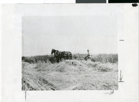 Photograph of a man and a horse at Kiel Ranch, circa early 1900s