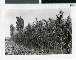 Photograph of corn plants in at Kiel Ranch, circa early 1900s