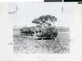 Photograph of pigs at Kiel Ranch, circa early 1900s