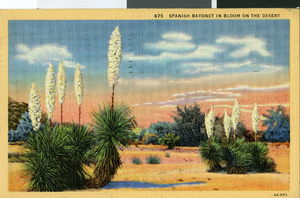 Postcard of Spanish bayonets in the southwest, circa 1930s to 1950s