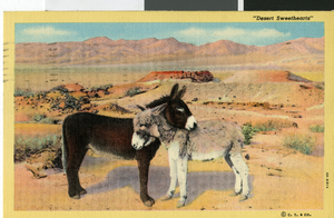 Postcard of donkeys in the southwest desert, circa 1930s to 1950s