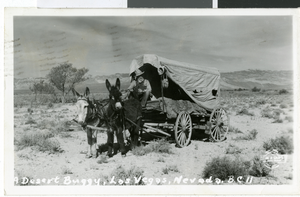 Postcard of donkeys and a prospector, circa early 1900s