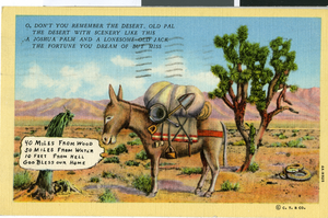 Postcard of a donkey in the southwest desert, circa early 1900s
