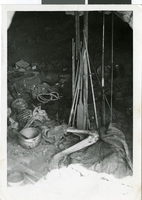 Photograph of the bones of Queho, circa 1940