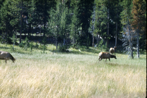 Slide of elk at Yellowstone National Park, circa 1970s to 1980s