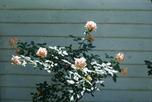 Slide of roses at the Wilson home, Las Vegas, circa 1950s