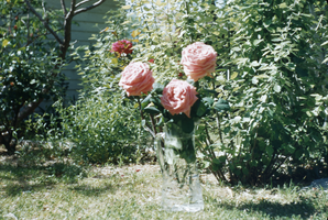 Slide of flowers, circa 1950s to 1980s