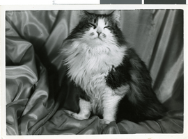 Photograph of Maurine Wilson's cat, circa 1920s to 1950s