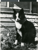 Photograph of Maurine Wilson's cat, circa 1920s to 1950s