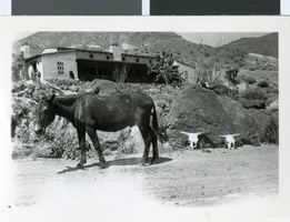 Photograph of a donkey near Scotty's Castle in Death Valley, California, circa 1930s