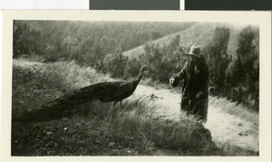 Photograph of Maurine Wilson feeding a peacock, circa 1920s