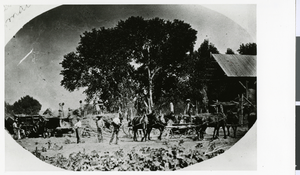 Photograph of the J. I. Earl farm, Bunkerville, Nevada, July 20, 1905