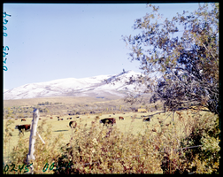 Film transparency of cattle grazing in a field, possibly in Lamoille Valley, Nevada, 1971