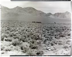 Film transparency of a herd of wild horses, Goldfield, Nevada, July 16, 1949