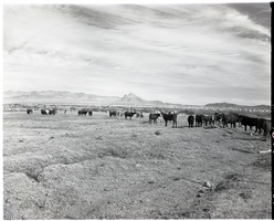 Film transparency of cattle, Warm Springs, 1954