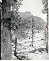 Film transparency of pine trees on Mount Charleston, Nevada, circa 1940s-1950s
